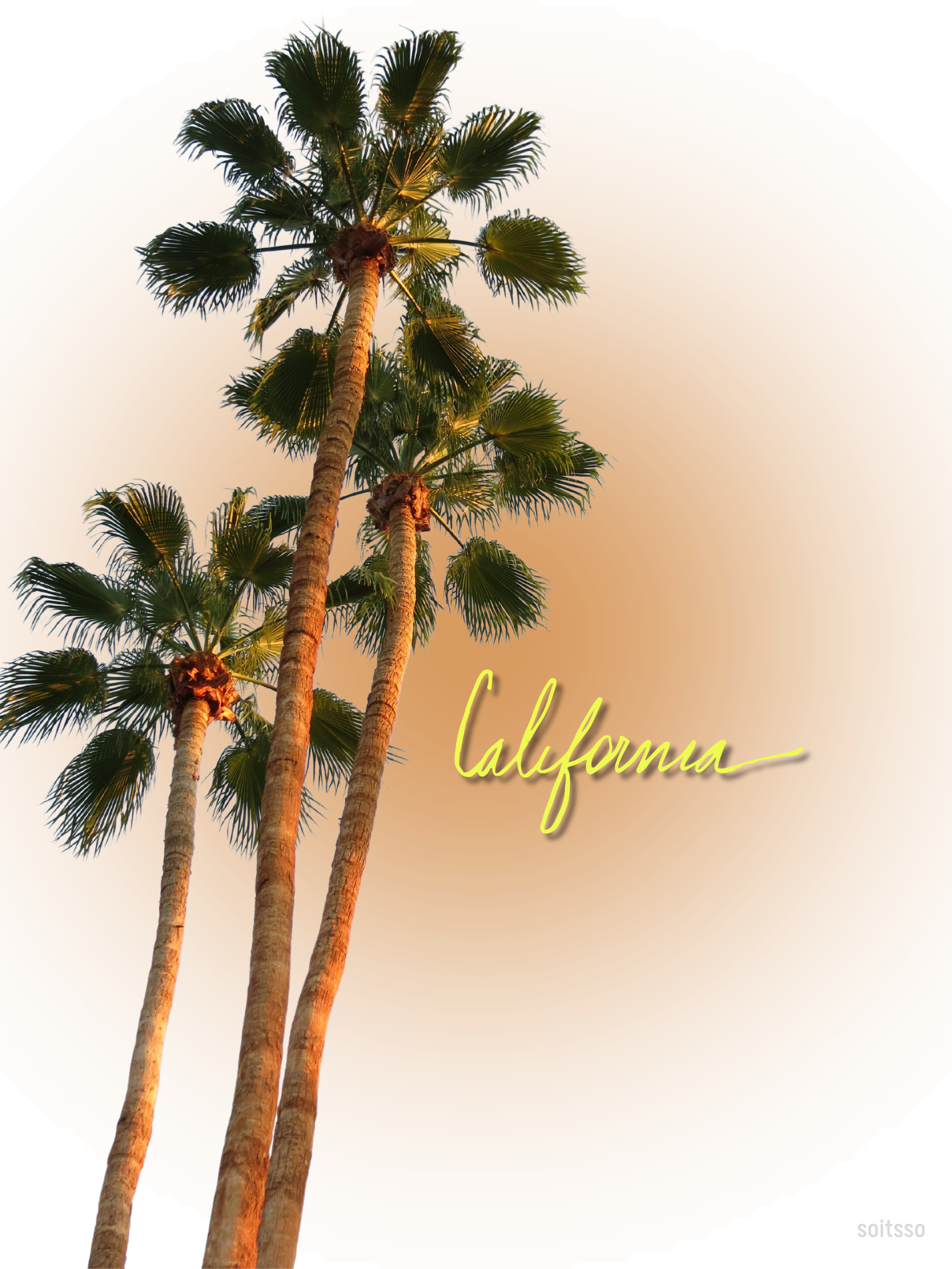 California palm trees at golden hour sunset with California script typography