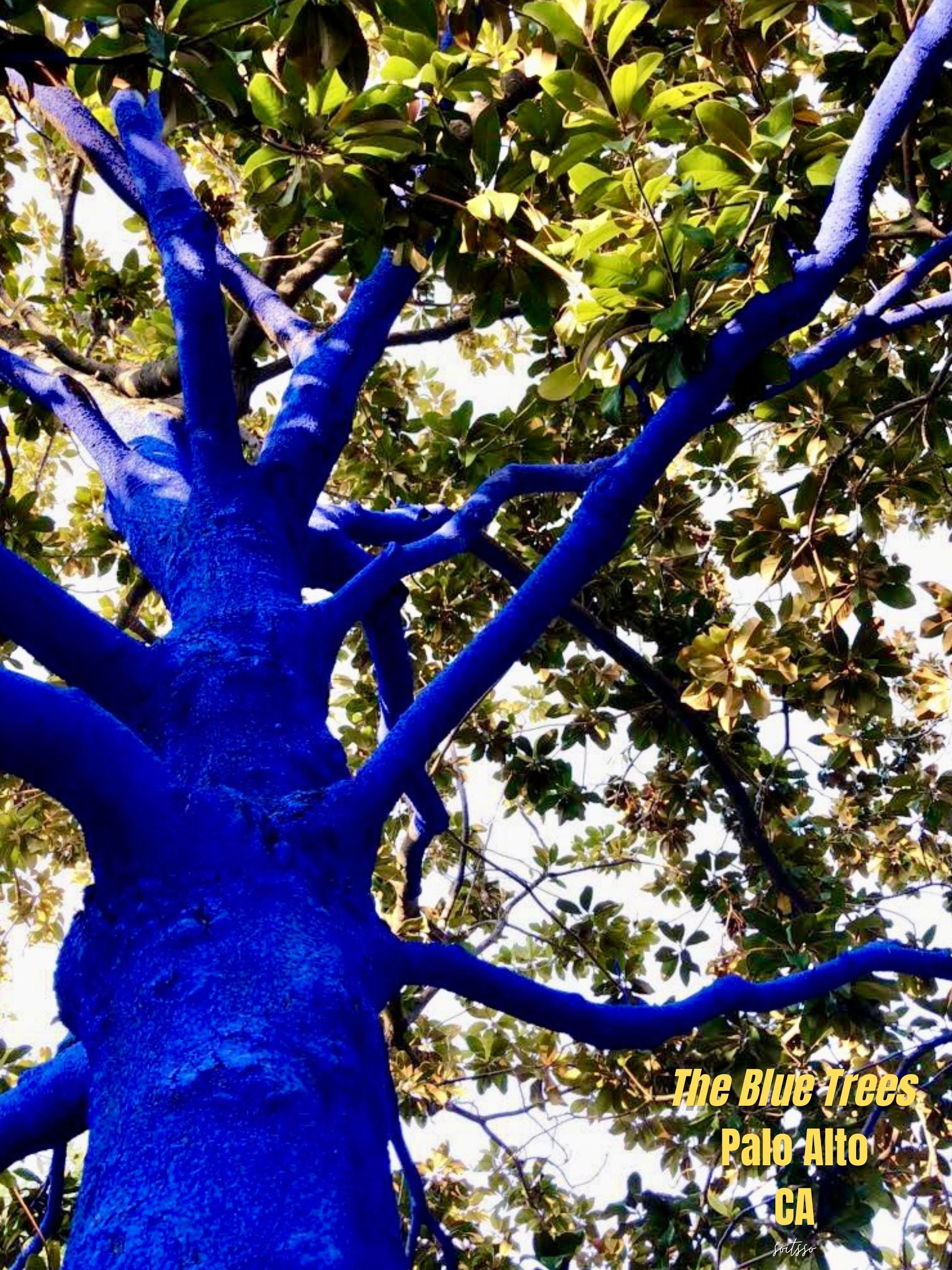 The Blue Trees Palo Alto CA — cobalt blue painted tree trunk reaching toward green leaves